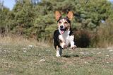 CORGI CARDIGAN 040